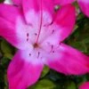Vibrant Azalea (Harris Hybrid) - 1 Gallon Pot 13 Vibrant Azalea (Harris Hybrid) - 1 Gallon Pot -Foxtail Plant Shop azalea vibrant 100 1