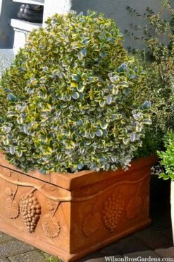 Sunburst Variegated Korean Boxwood - 1 Gallon Pot 13 Sunburst Variegated Korean Boxwood - 1 Gallon Pot -Foxtail Plant Shop boxwood sunburst golden 11