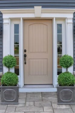 Common Boxwood 2-Ball Poodle Tier Topiary (Buxus Sempervirens) - 3 Gallon Pot (Short) -Foxtail Plant Shop boxwood two ball poodle tier 2