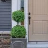 Common Boxwood 2-Ball Poodle Tier Topiary (Buxus Sempervirens) - 3 Gallon Pot (Short) -Foxtail Plant Shop boxwood two ball poodle tier 3