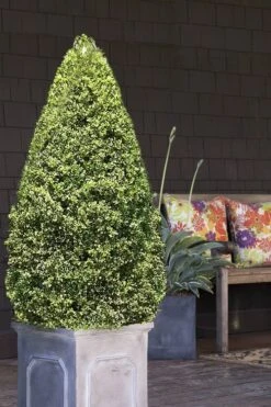 Variegated Boxwood (Buxus Sempervirens 'Aureovariegata') - 2 Gallon Pot -Foxtail Plant Shop boxwood variegated cone 2 1