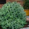 Gordo Boxwood - 6 Pack Of 1 Gallon Pots -Foxtail Plant Shop buxus gordo boxwood 1 2