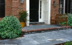 Gordo Boxwood - 5 Pack Of Quart Pots -Foxtail Plant Shop buxus gordo boxwood 2 1