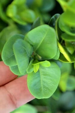 Gordo Boxwood - 5 Pack Of Quart Pots -Foxtail Plant Shop buxus gordo boxwood 3 1