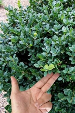Gordo Boxwood - 1 Gallon Pot -Foxtail Plant Shop buxus gordo boxwood 4