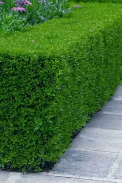 Gordo Boxwood - 5 Pack Of Quart Pots -Foxtail Plant Shop buxus gordo boxwood 5 1