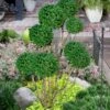Green Mountain Boxwood Pom Pom Topiary - 7 Gallon Pot -Foxtail Plant Shop buxus green mountain boxwood pom pom topiary 2