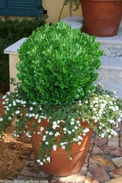 Richard Boxwood (Buxus Harlandii) - 3 Gallon Pot -Foxtail Plant Shop buxus harlandii richard dwarf boxwood 4