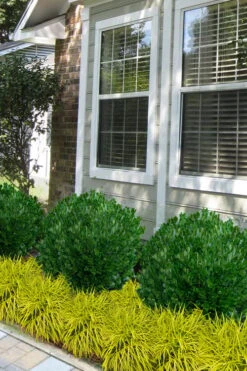 Richard Boxwood (Buxus Harlandii) - 3 Gallon Pot -Foxtail Plant Shop buxus harlandii richard dwarf boxwood 5