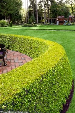 Golden Triumph Variegated Dwarf Boxwood - 6 Pack Of 1 Gallon Pots -Foxtail Plant Shop buxus microphylla golden triumph boxwood hedge 2