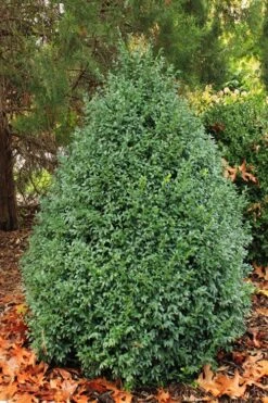 John Baldwin Pyramidal Boxwood - 3 Gallon Pot 11 John Baldwin Pyramidal Boxwood - 3 Gallon Pot -Foxtail Plant Shop buxus microphylla john baldwin boxwood 6 1