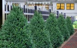 John Baldwin Pyramidal Boxwood - 3 Gallon Pot 9 John Baldwin Pyramidal Boxwood - 3 Gallon Pot -Foxtail Plant Shop buxus microphylla john baldwin boxwood 8 1