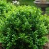 Little Missy Dwarf Boxwood - 5 Pack Of Quart Pots -Foxtail Plant Shop buxus microphylla little missy dwarf boxwood 1 2