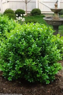 Little Missy Dwarf Boxwood - 7 Gallon Pot