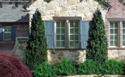 Arctic Emerald Columnar Boxwood - 6 Pack Of 1 Gallon Pots -Foxtail Plant Shop buxus sempervirens arctic emerald boxwood 103