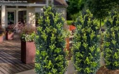 Arctic Emerald Columnar Boxwood - 6 Pack Of 1 Gallon Pots -Foxtail Plant Shop buxus sempervirens arctic emerald boxwood 105