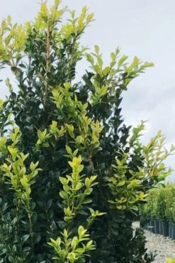 Arctic Emerald Columnar Boxwood - 1 Gallon Pot -Foxtail Plant Shop buxus sempervirens arctic emerald boxwood 12 1