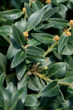 Arctic Emerald Columnar Boxwood - 6 Pack Of 1 Gallon Pots -Foxtail Plant Shop buxus sempervirens arctic emerald boxwood 16