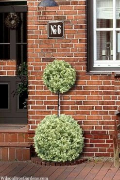 Variegated Boxwood 2-Ball Poodle Tier Topiary - 5 Gallon Pot -Foxtail Plant Shop buxus sempervirens aureovariegata boxwood 2 ball poodle tier 8