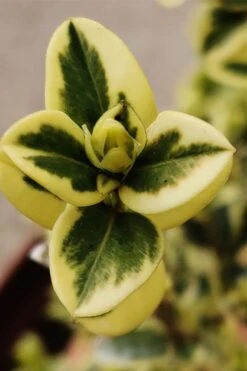 Variegated Boxwood (Buxus Sempervirens 'Aureovariegata') - 2 Gallon Pot - SALE 12 Variegated Boxwood (Buxus Sempervirens 'Aureovariegata') - 2 Gallon Pot - SALE -Foxtail Plant Shop buxus sempervirens aureovariegata variegated boxwood 1 3