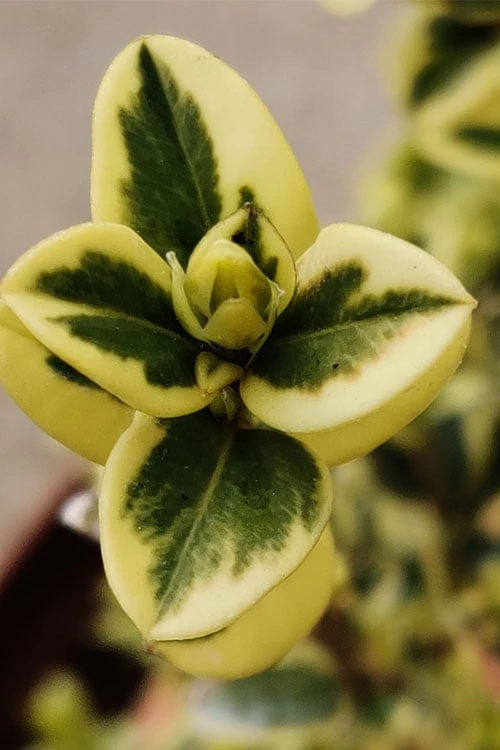 Variegated Boxwood (Buxus Sempervirens 'Aureovariegata') - 2 Gallon Pot - SALE 6 Variegated Boxwood (Buxus Sempervirens 'Aureovariegata') - 2 Gallon Pot - SALE - Image 6