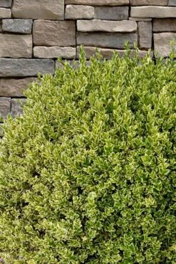 Variegated Boxwood (Buxus Sempervirens 'Aureovariegata') - 2 Gallon Pot -Foxtail Plant Shop buxus sempervirens aureovariegata variegated boxwood 10 1
