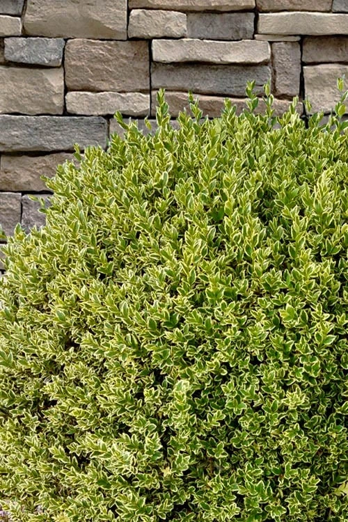 Variegated Boxwood (Buxus Sempervirens 'Aureovariegata') - 2 Gallon Pot - SALE 7 Variegated Boxwood (Buxus Sempervirens 'Aureovariegata') - 2 Gallon Pot - SALE - Image 7