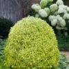 Variegated Boxwood (Buxus Sempervirens 'Aureovariegata') - 5 Gallon Pot -Foxtail Plant Shop buxus sempervirens aureovariegata variegated boxwood 5