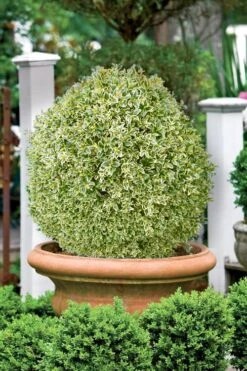 Elegans Variegated Boxwood - Buxus Sempervirens 'Elegantissima' - 3 Gallon Pot 9 Elegans Variegated Boxwood - Buxus Sempervirens 'Elegantissima' - 3 Gallon Pot -Foxtail Plant Shop buxus sempervirens elegantissima variegated boxwood 101 1