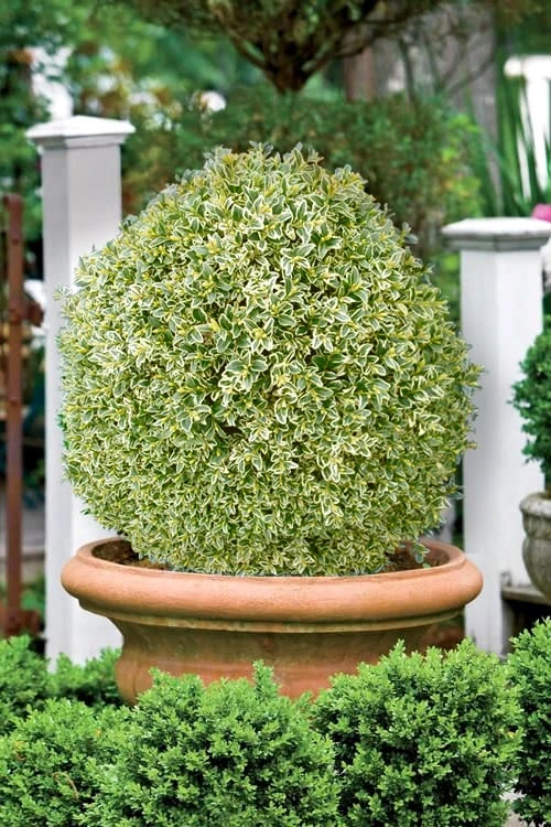 Elegans Variegated Boxwood - Buxus Sempervirens 'Elegantissima' - 6 Pack Of 1 Gallon Pots 4 Elegans Variegated Boxwood - Buxus Sempervirens 'Elegantissima' - 6 Pack Of 1 Gallon Pots - Image 4