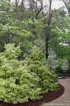 Elegans Variegated Boxwood - Buxus Sempervirens 'Elegantissima' - 3 Gallon Pot 11 Elegans Variegated Boxwood - Buxus Sempervirens 'Elegantissima' - 3 Gallon Pot -Foxtail Plant Shop buxus sempervirens elegantissima variegated boxwood 102 1