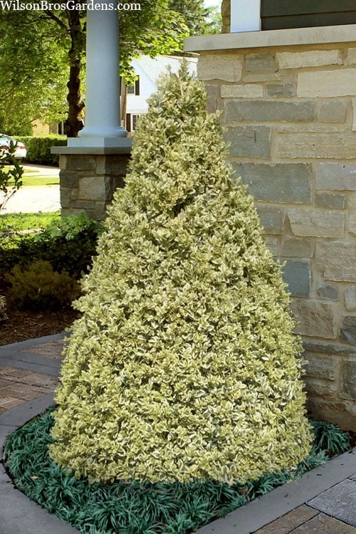 Elegans Variegated Boxwood - Buxus Sempervirens 'Elegantissima' - 3 Gallon Pot 1 Elegans Variegated Boxwood - Buxus Sempervirens 'Elegantissima' - 3 Gallon Pot