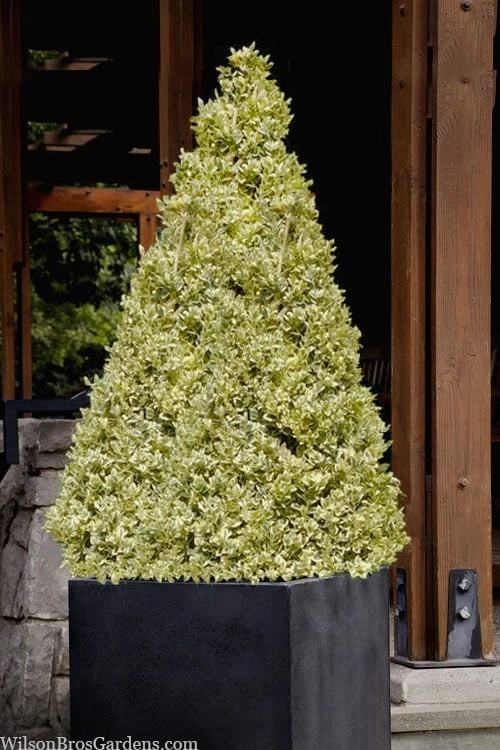 Elegans Variegated Boxwood - Buxus Sempervirens 'Elegantissima' - 2 Gallon Pot 5 Elegans Variegated Boxwood - Buxus Sempervirens 'Elegantissima' - 2 Gallon Pot - Image 5