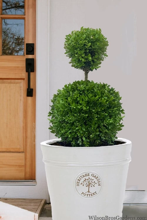 Dwarf English Boxwood Two-Ball Poodle Tier Topiary - 3 Gallon Pot 4 Dwarf English Boxwood Two-Ball Poodle Tier Topiary - 3 Gallon Pot - Image 4