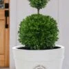 Dwarf English Boxwood Two-Ball Poodle Tier Topiary - 3 Gallon Pot -Foxtail Plant Shop buxus sempervirens suffruticosa standard two ball topiary boxwood 4