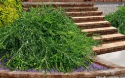 Unraveled Weeping Boxwood - 3 Gallon Pot -Foxtail Plant Shop buxus sempervirens unraveled weeping boxwood 15