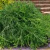 Unraveled Weeping Boxwood - 3 Gallon Pot -Foxtail Plant Shop buxus sempervirens unraveled weeping boxwood 16