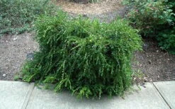 Unraveled Weeping Boxwood - 3 Gallon Pot -Foxtail Plant Shop buxus sempervirens unraveled weeping boxwood 7