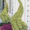 Variegated Boxwood Spiral Topiary - 7 Gallon Pot -Foxtail Plant Shop buxus sempervirens variegata boxwood spiral topiary 2