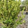 Sunburst Variegated Korean Boxwood - 1 Gallon Pot -Foxtail Plant Shop buxus sinica sunburst variegated korean boxwood 2