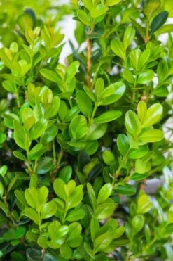 Winterstar Boxwood - 2 Gallon Pot -Foxtail Plant Shop buxus winterstar boxwood 1