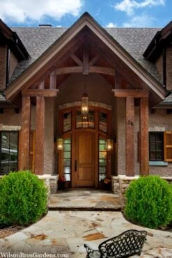 Winterstar Boxwood - 2 Gallon Pot -Foxtail Plant Shop buxus winterstar boxwood 3