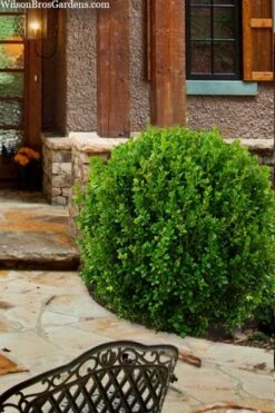 Winterstar Boxwood - 2 Gallon Pot -Foxtail Plant Shop buxus winterstar boxwood 4