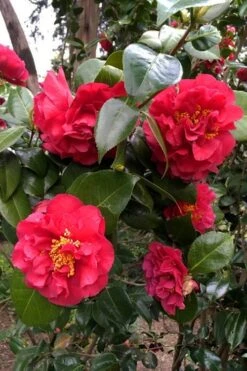 Turandot Camellia Japonica - 3 Gallon Pot -Foxtail Plant Shop caellia turandot 20