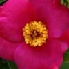 April Melody Camellia Japonica - 3 Gallon Pot -Foxtail Plant Shop camellia april melody 3
