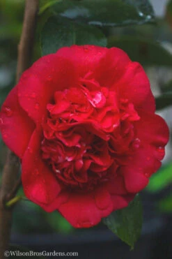 April Tryst Camellia Japonica - 7 Gallon Pot (4-5') -Foxtail Plant Shop camellia april tryst 21 2