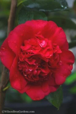 April Tryst Camellia Japonica - 3 Gallon Pot -Foxtail Plant Shop camellia april tryst 21 3