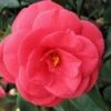 Arctic Rose Cold Hardy Red Camellia - 1 Gallon Pot -Foxtail Plant Shop camellia arctic rose 1 1