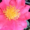 Autumn Rose Camellia - 3 Gallon Pot 6 Autumn Rose Camellia - 3 Gallon Pot -Foxtail Plant Shop camellia autumn rose 1