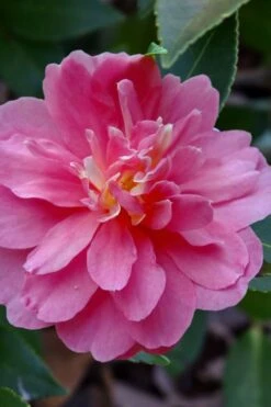 Autumn Spirit Camellia - Hybrid - 1 Gallon Pot -Foxtail Plant Shop camellia autumn spirit 21